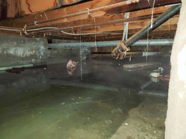 Best Mold removal after water damage  in Atkinson, IL